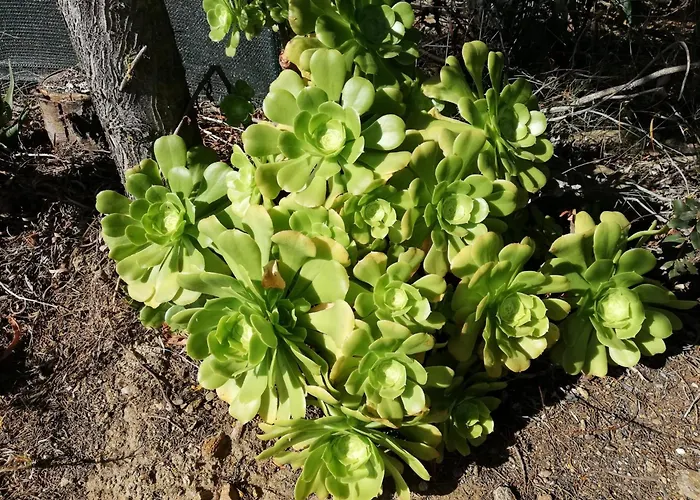 La Cuppulata