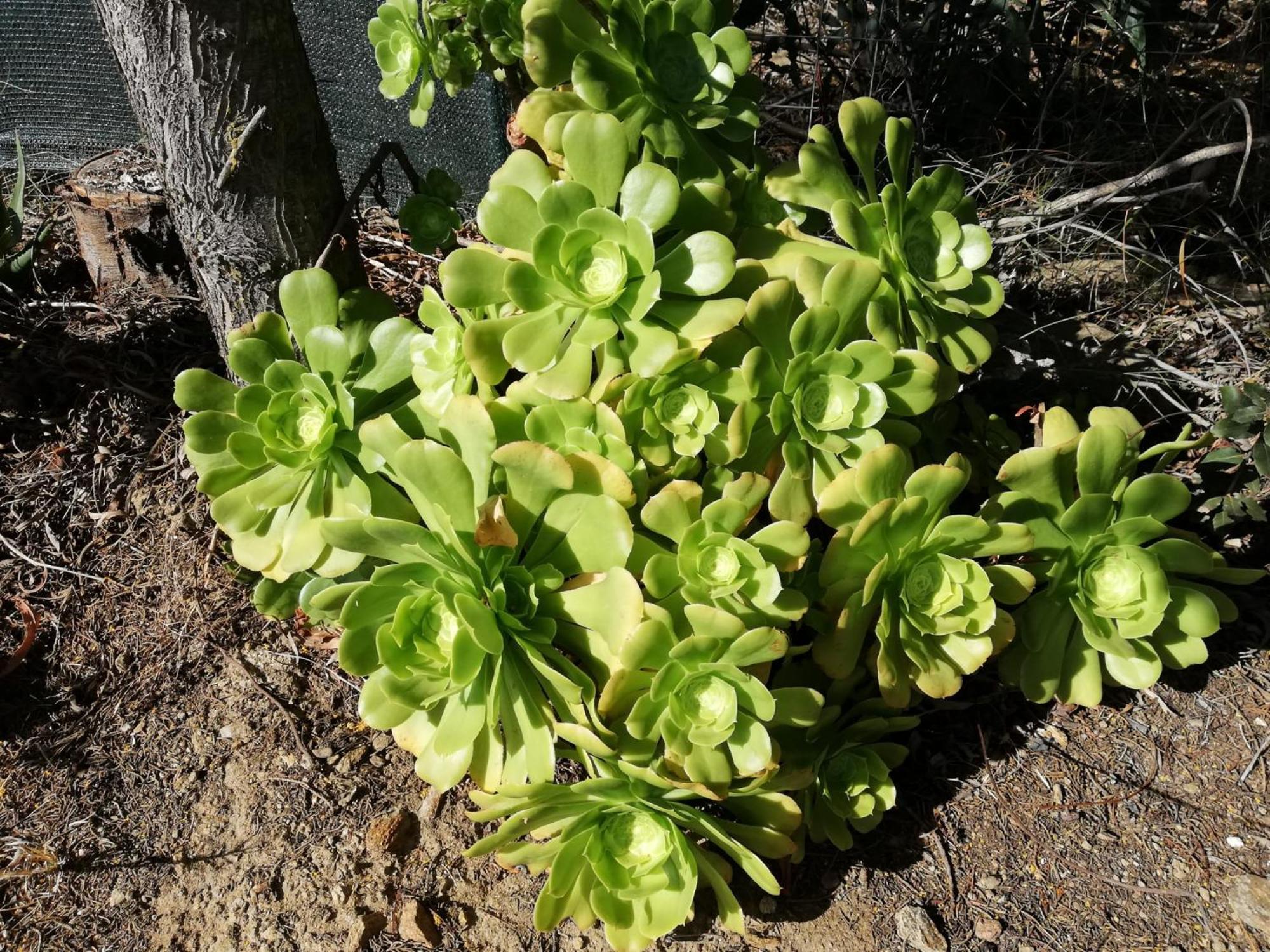 La Cuppulata
